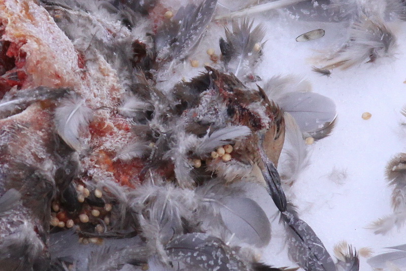 mourning dove bird house plans